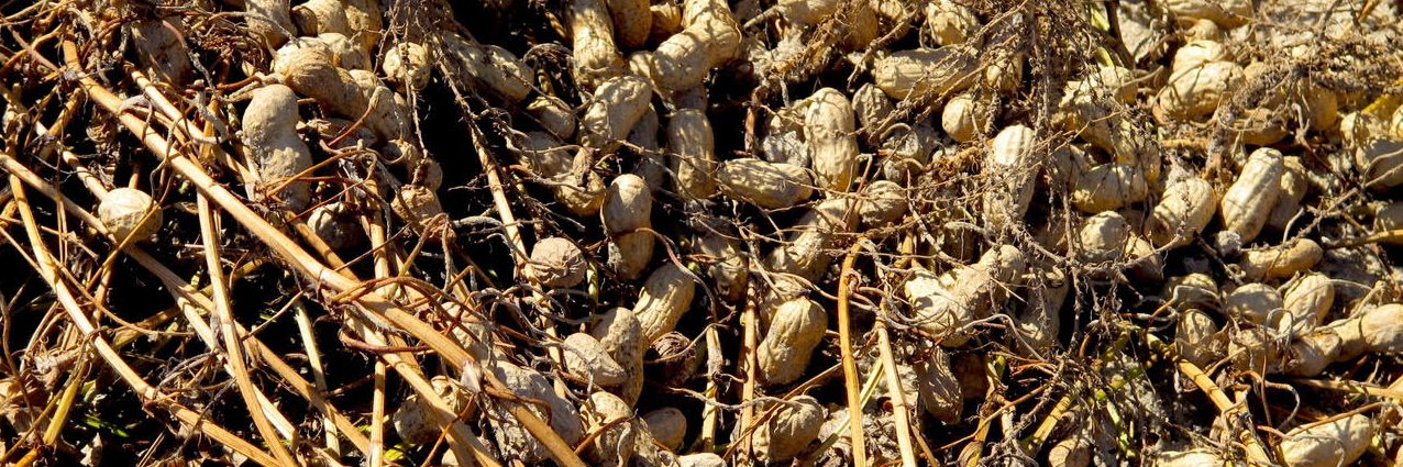 Turned and dried peanuts attached to a the plant ready to be harvested