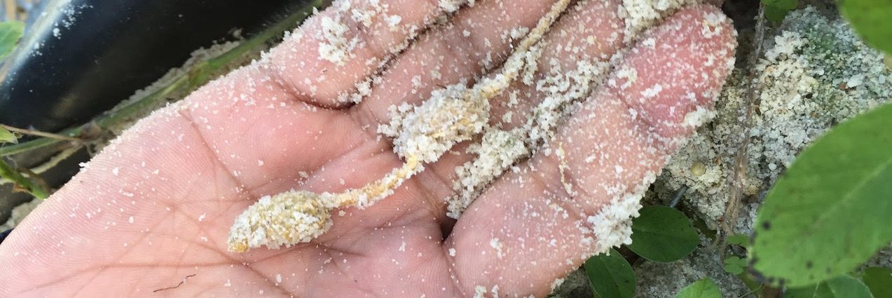 Hand holding a peanut that has just been dug out of sandy soil. The peanut pods are small and there is an isthmus connecting the two pods.
