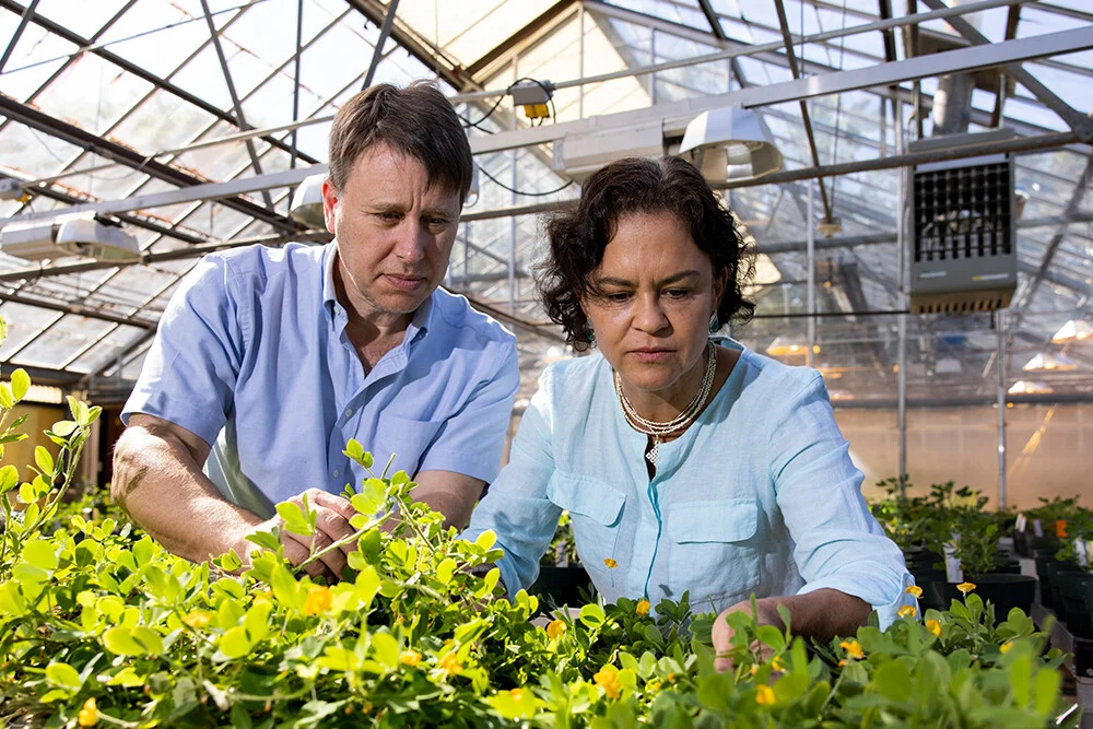 David Bertioli (left) and Soraya Bertioli (right) looking at peanut plant foliage in a greenhouse